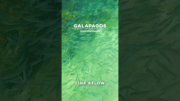 #TommyTravelz #travelnow #traveltips #galapagos #sancristobal #santacruz #islabaltra #isabelaisland